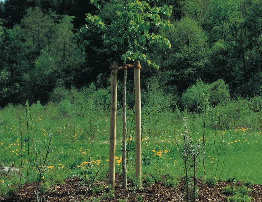 6,0cm Baumpf&auml;hle KD gr&uuml;n 200cm Lg   P