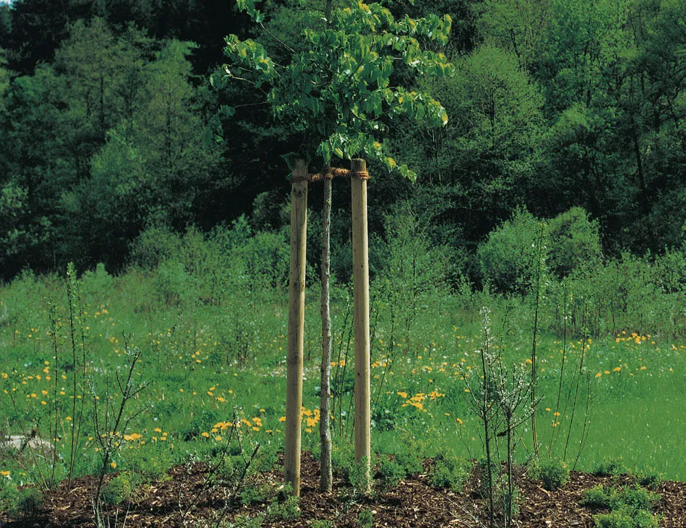 8,0cm Baumpf&auml;hle KD gr&uuml;n 200cm Lg. P